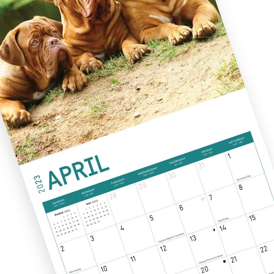 2023 לוח שנה קיר מסטיפים לפי יום בהיר, 12x12 אינץ ', צילום כלבי חיות מחמד מקסים חמוד