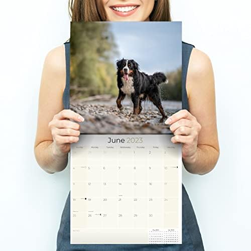 2022 2023 לוח כלבים של ברנזה הר -כלבים - גזע כלבים לוח שנה קיר חודשי - 12 x 24 פתוח - נייר עבה ללא דימום