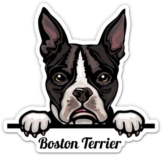 מדבקת כלבים של בוסטון טרייר - מדבקת מחשב נייד 3 אינץ ' - ויניל אטום למים לרכב, טלפון, בקבוק מים - מדבקות טרייר